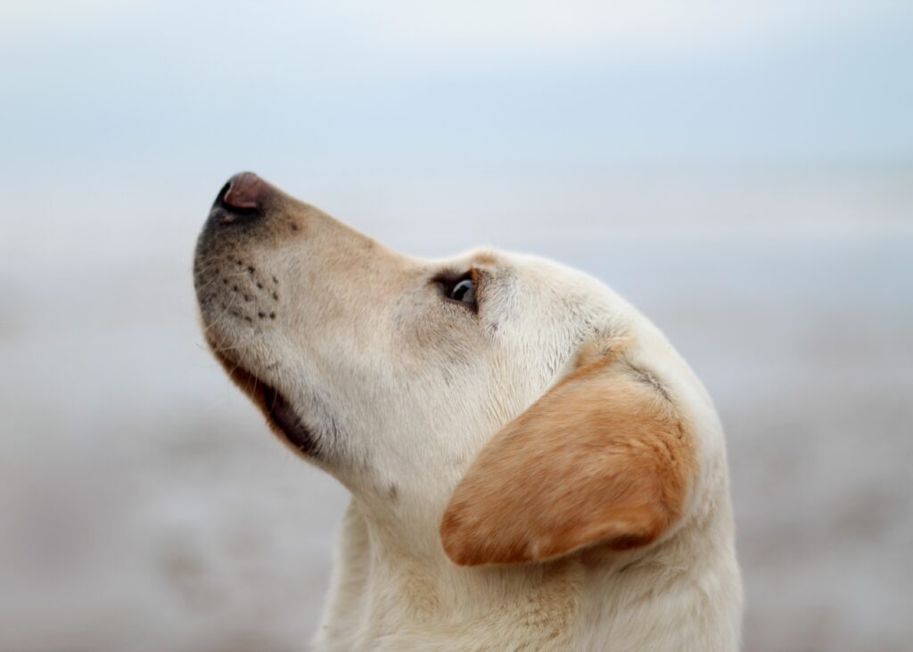 A yellow Labrador looking up to the sky.
