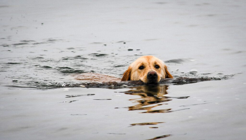 A yellow Labrador swimming in a body of water with a stick in its mouth