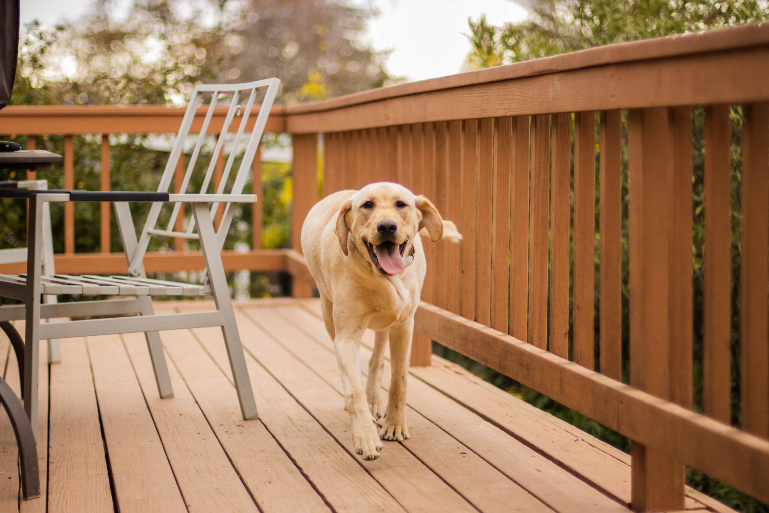 Happy and Enriched yellow Labrador running on decking