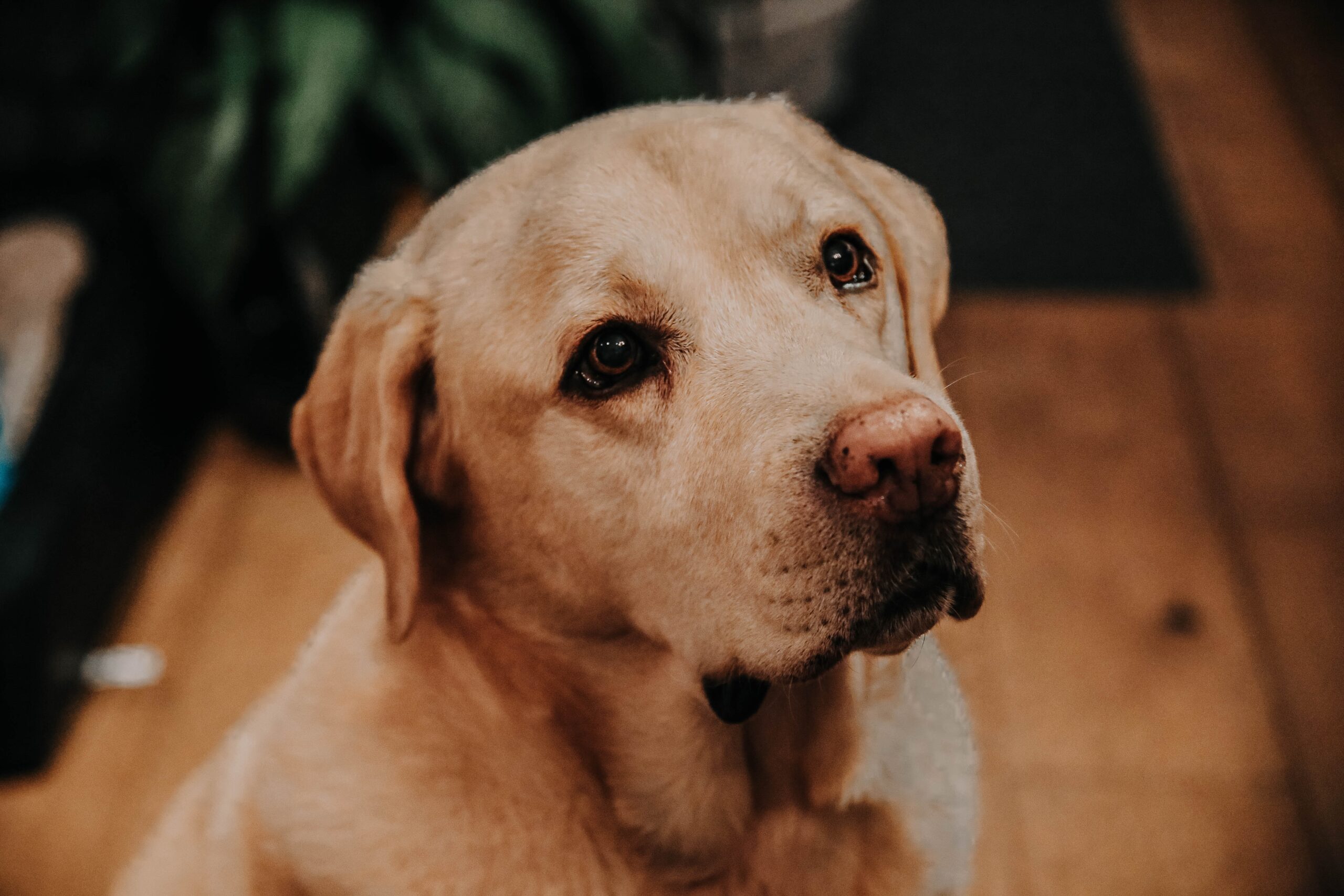 Yellow Labrador sitting on the ground indoors
