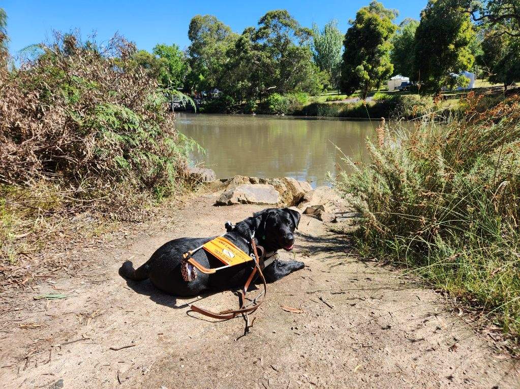 Guide dog Perdi lying by a dam