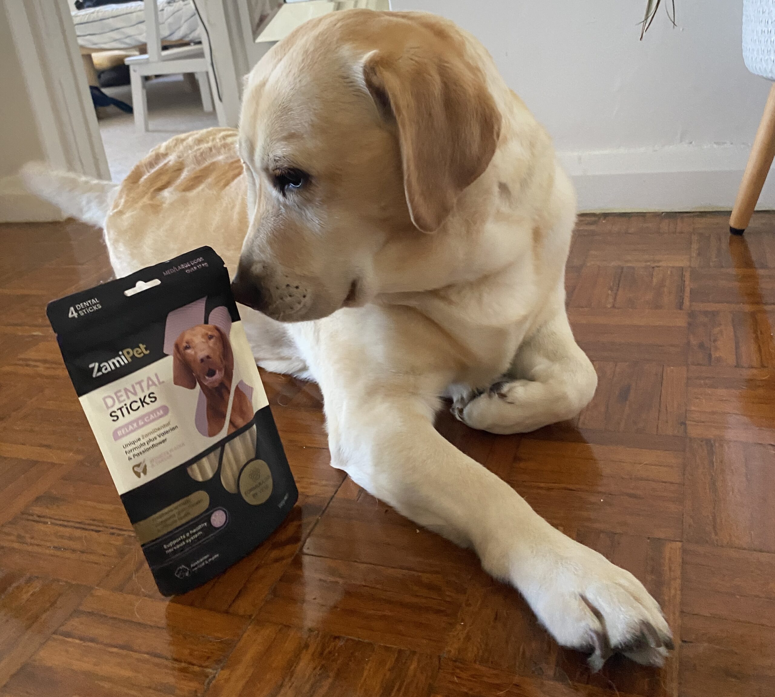 Ellie the Labrador looking at her ZamiPet dental stick treats