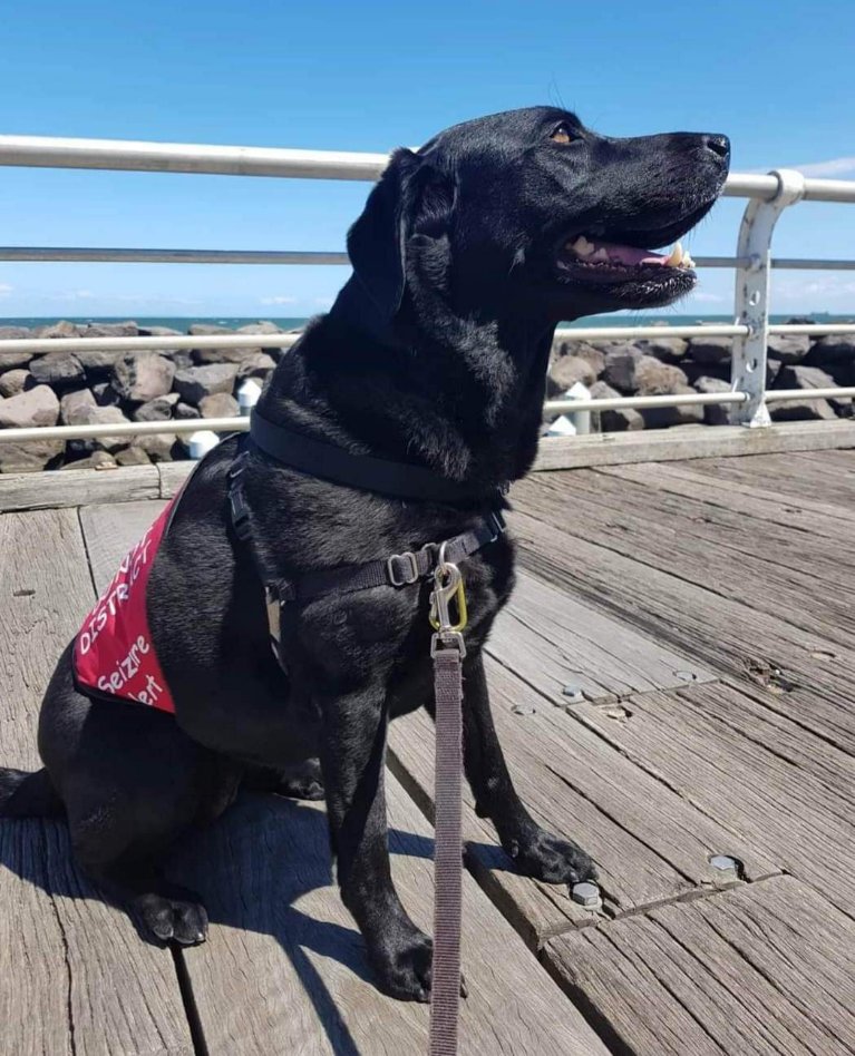 Baloo the service dog sitting on a jetty
