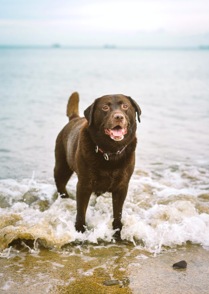 A chocolate English show line Labrador standing in the ocean 
