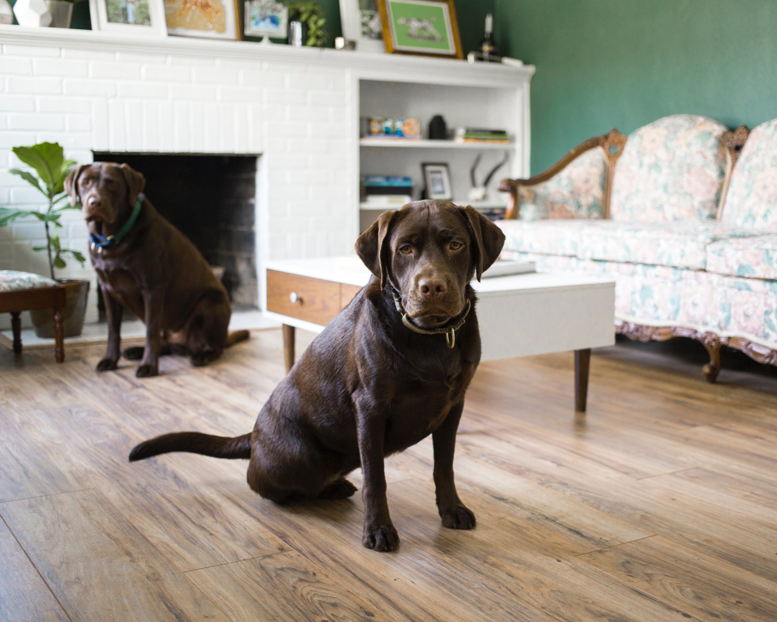 Two chocolate labradors sitting in a living room