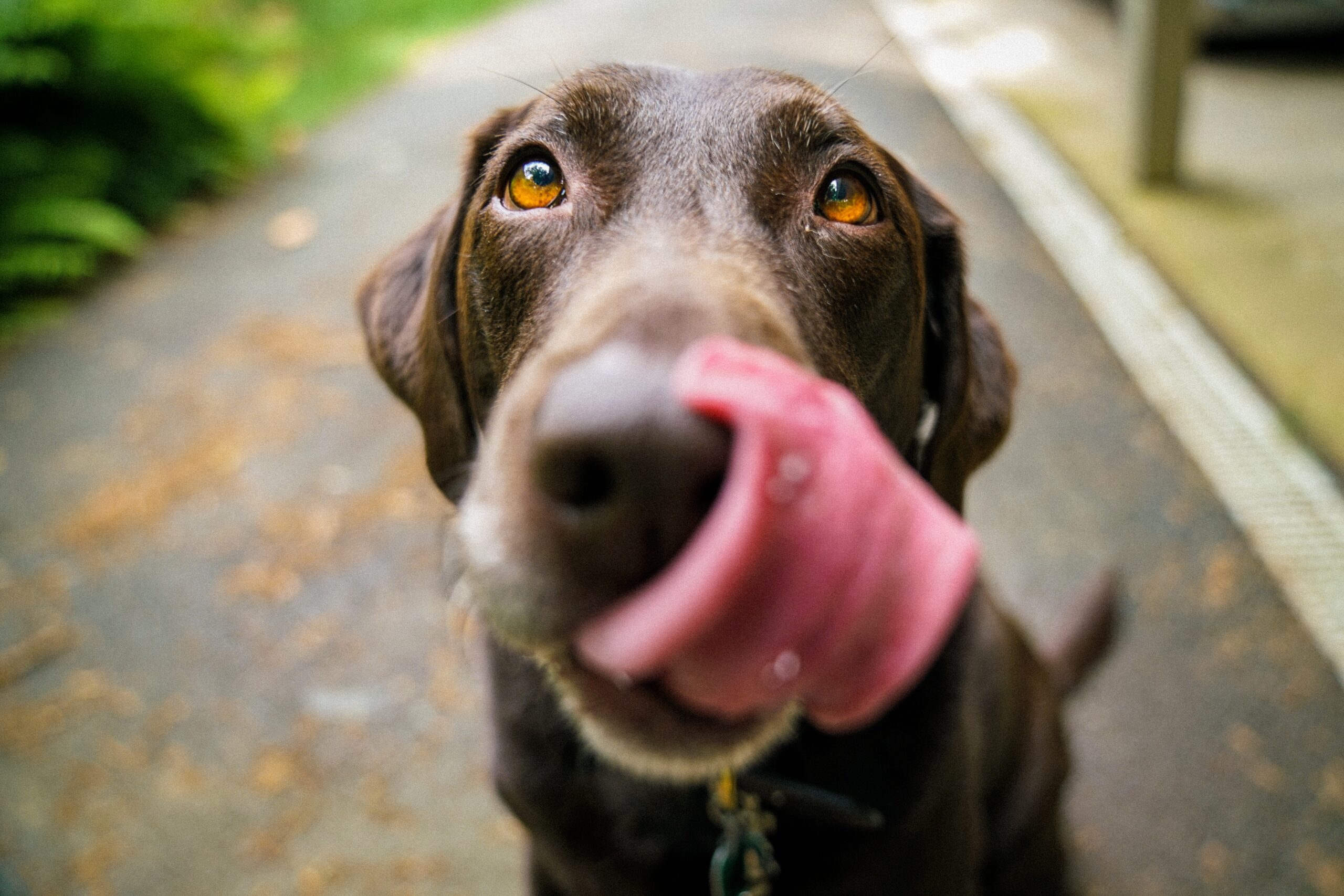A hungry chocolate Labrador licking its lips